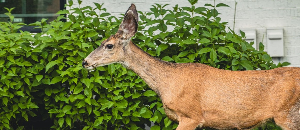 29 Best Deer-Resistant Shrubs to Consider Planting