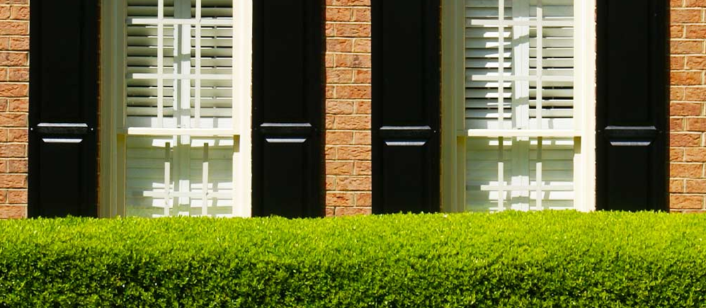 20 Low-Maintenance Shrubs for the Front of Your House