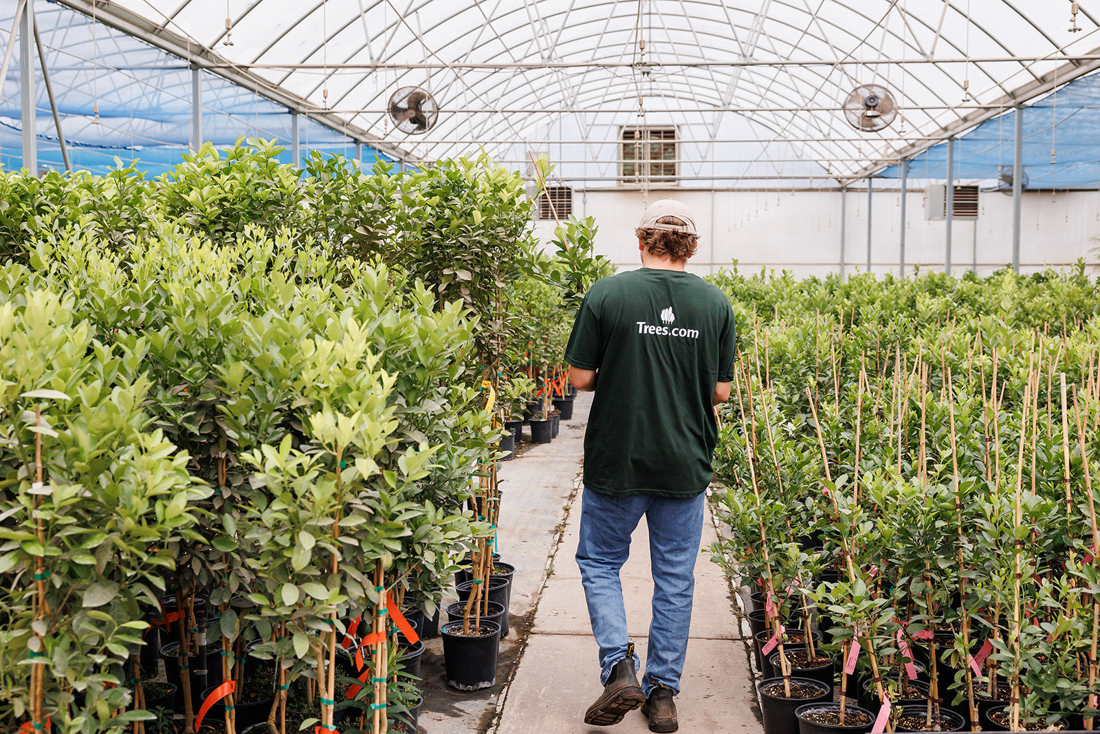 Fast Growing Trees Is Now Trees.com