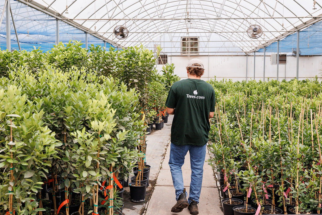 Fast Growing Trees Is Now Trees.com