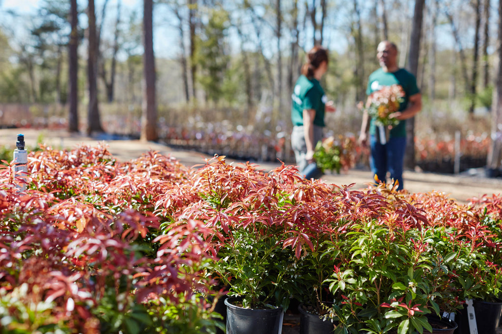 Common Gardening Terms: A Beginner’s Plant Glossary