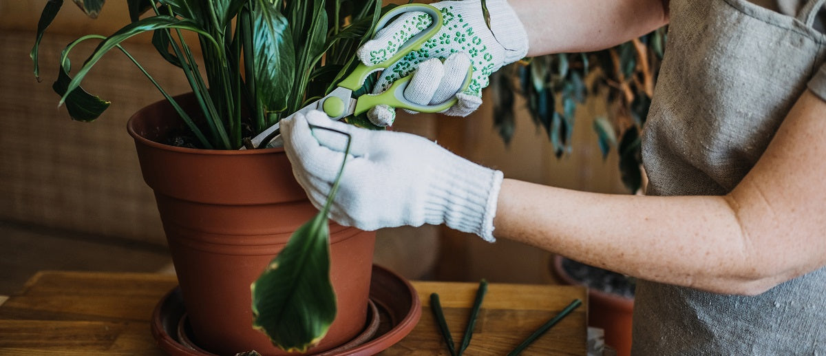 Abiotic (Noninfectious) Plant Diseases