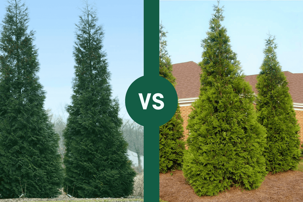 American Pillar Arborvitae vs Green Giant: A Comparison
