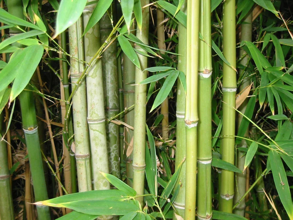 Types of Bamboo Plants: Varieties That Aren’t Invasive