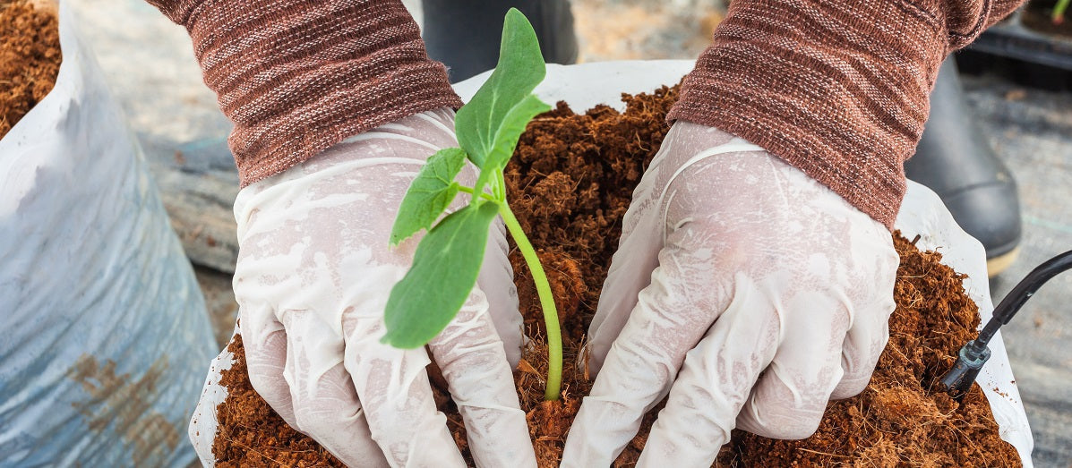 Coconut Coir – What It Is, Varieties, and How to Use It