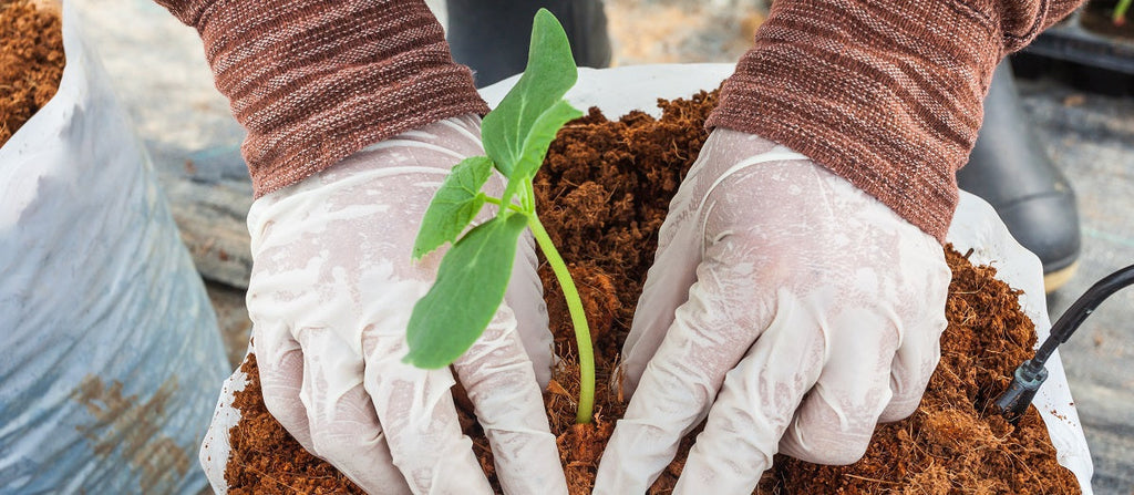 Coconut Coir – What It Is, Varieties, and How to Use It