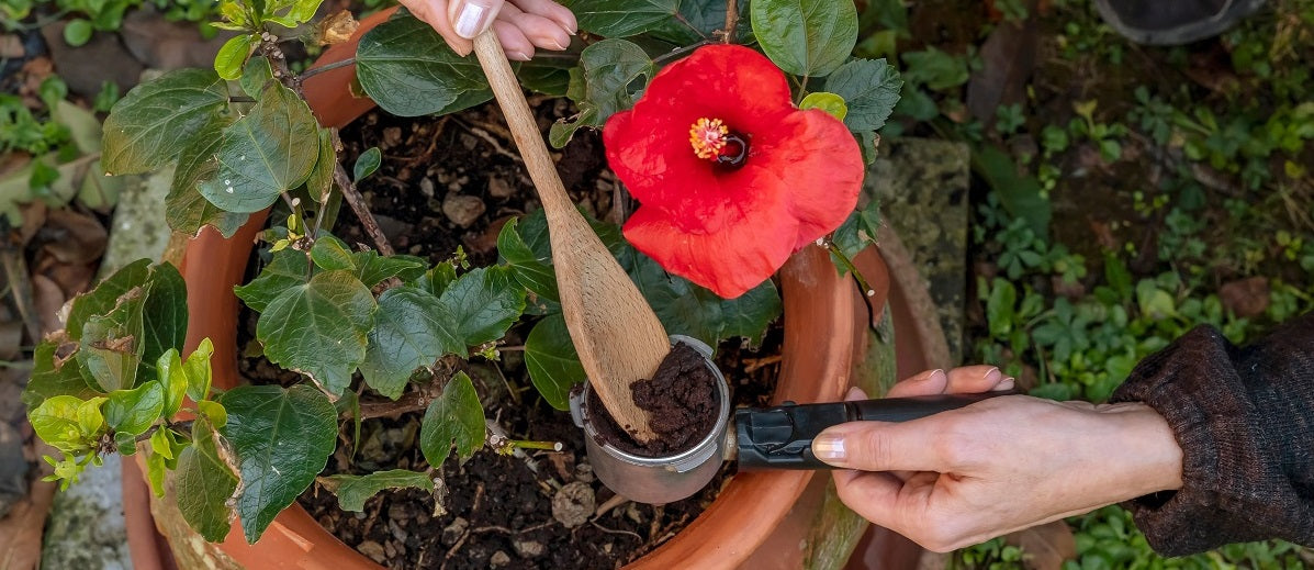 Coffee Grounds for Gardening – Pros, Cons, and How to Use Them