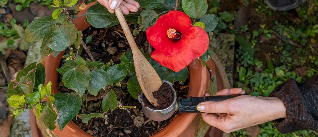 Coffee Grounds for Gardening – Pros, Cons, and How to Use Them