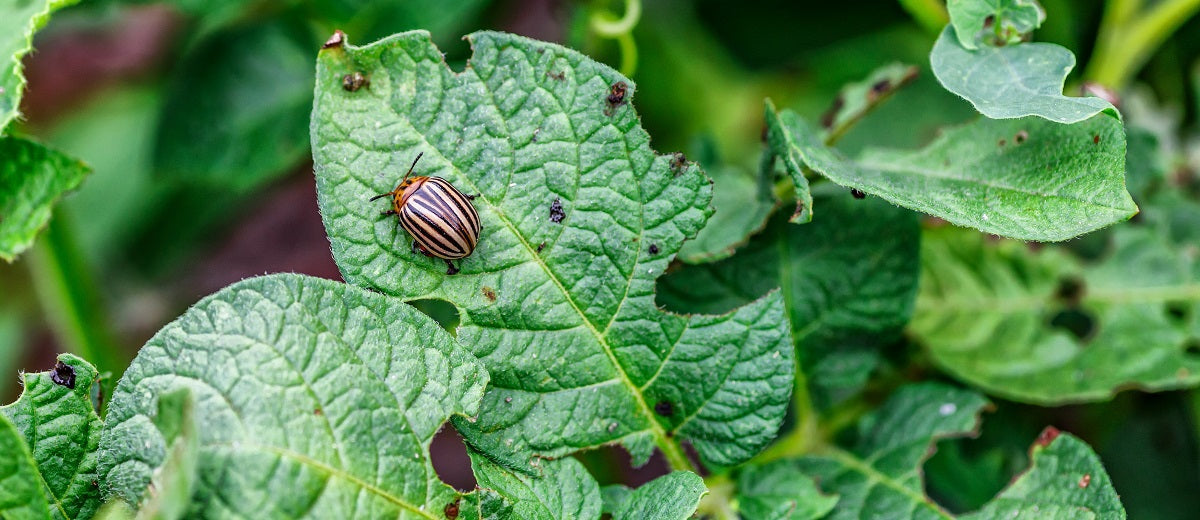 IPM Pest Control Strategies