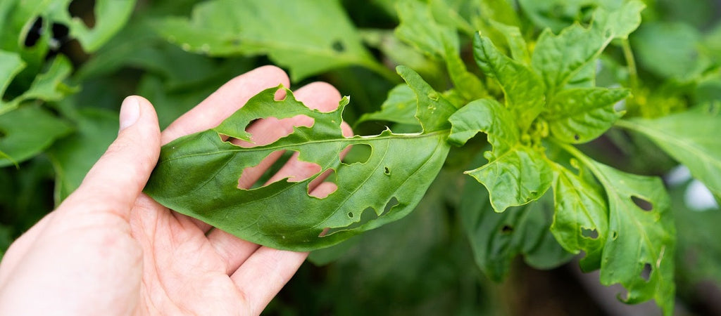 Diagnosing Plant Problems