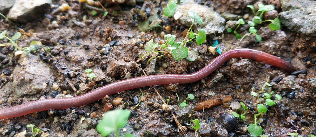 Soil Organisms