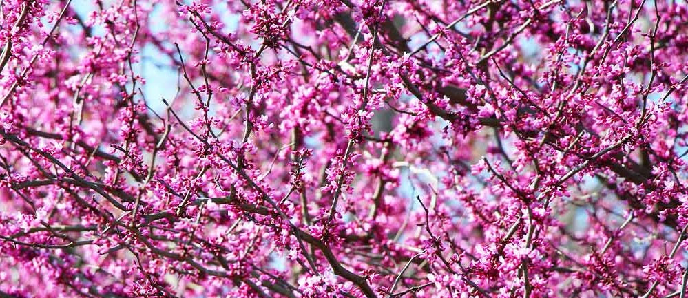 13 Best Flowering Trees for Zone 8