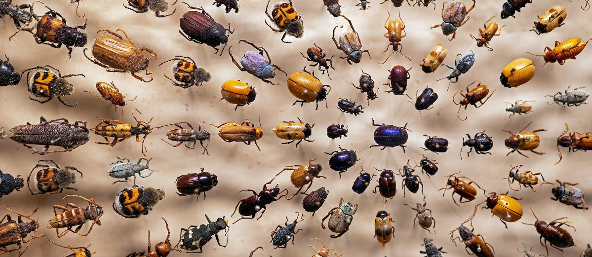 What is Entomology?