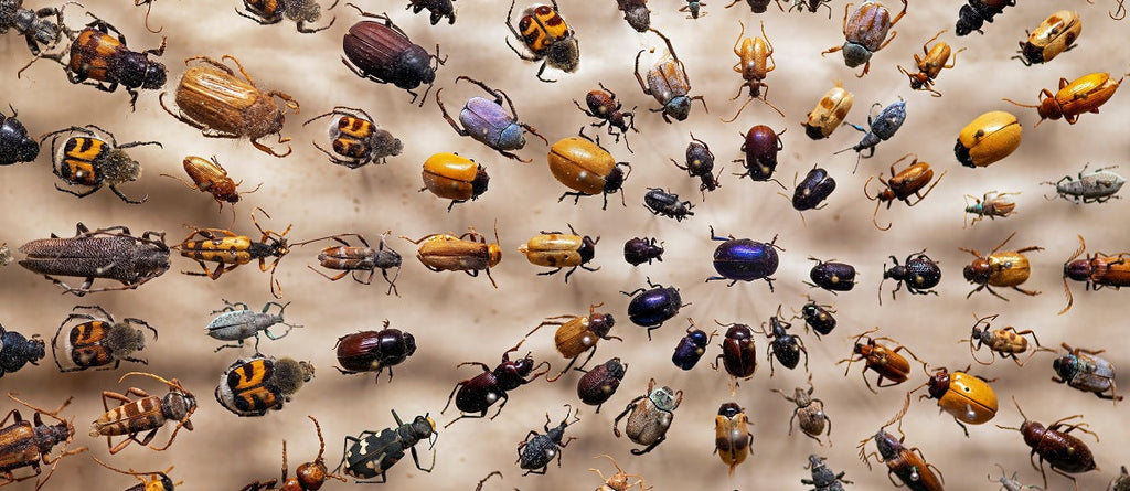 What is Entomology?
