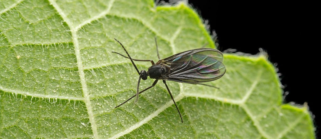Fungus Gnats – How to Identify, Prevent, and Control Them