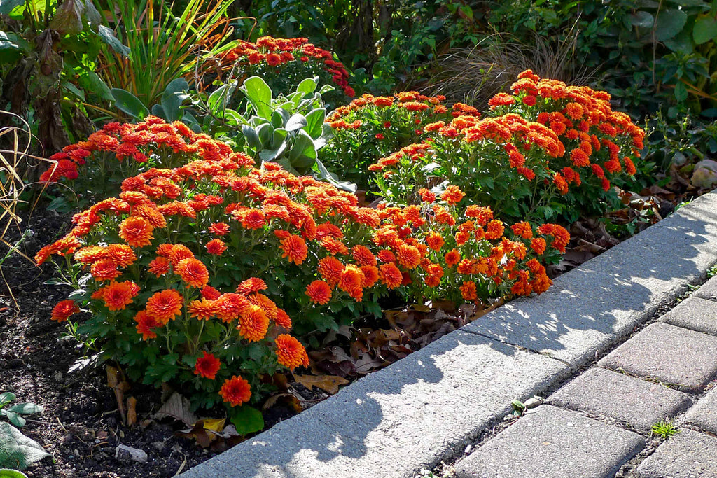 Fall Planting Guide: How to Care for Newly Planted Trees and Shrubs This Fall