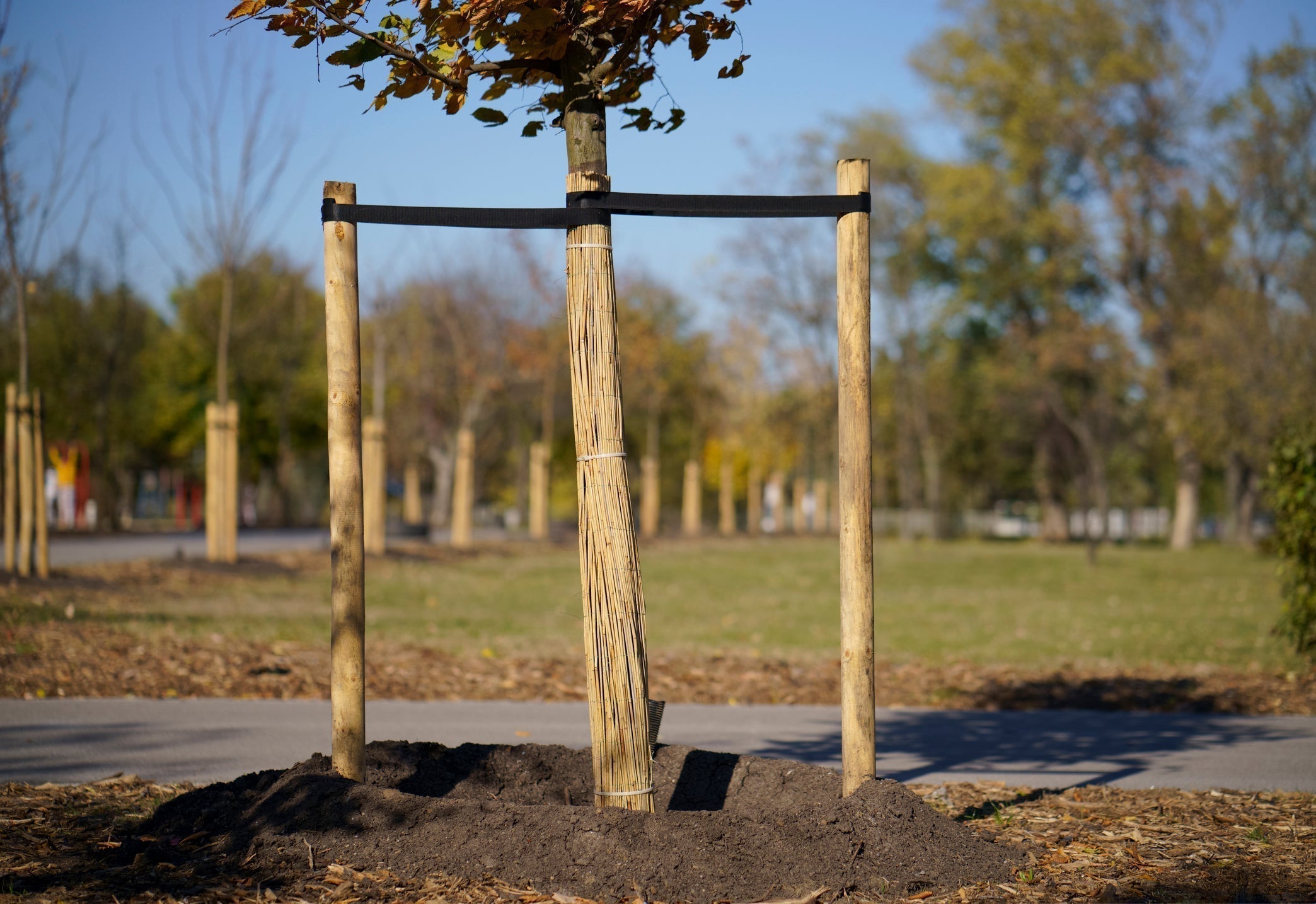 Staking Your New Tree, If Necessary: Comprehensive Staking Guide