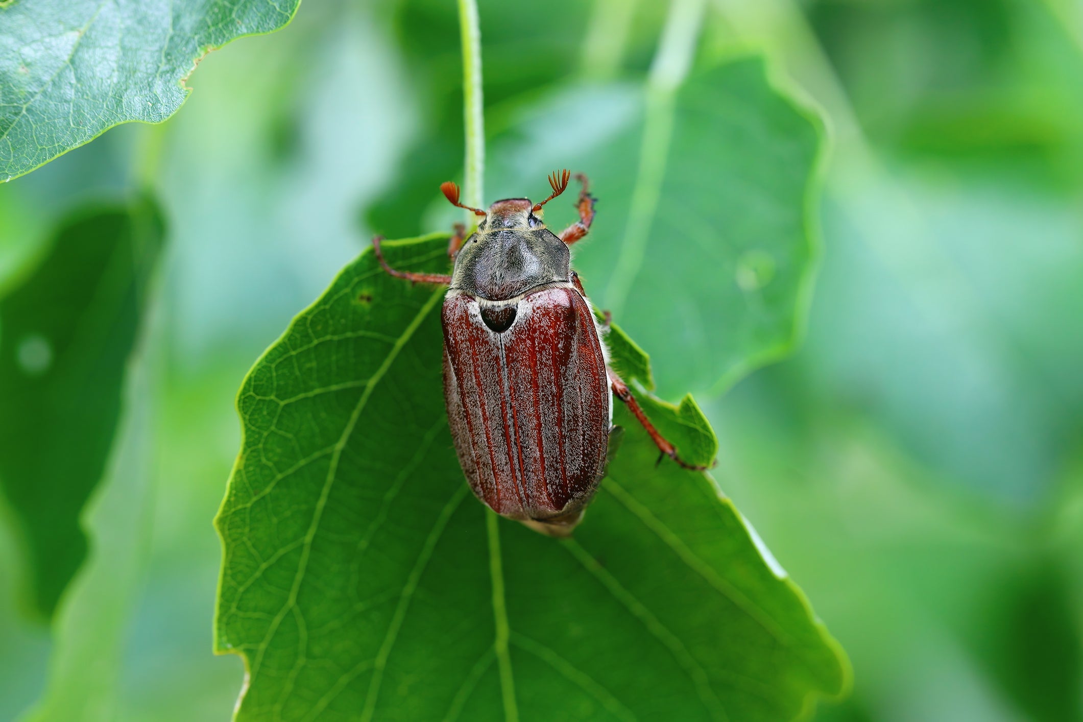 June Bugs – How to Control and Eliminate These Irritating Pests