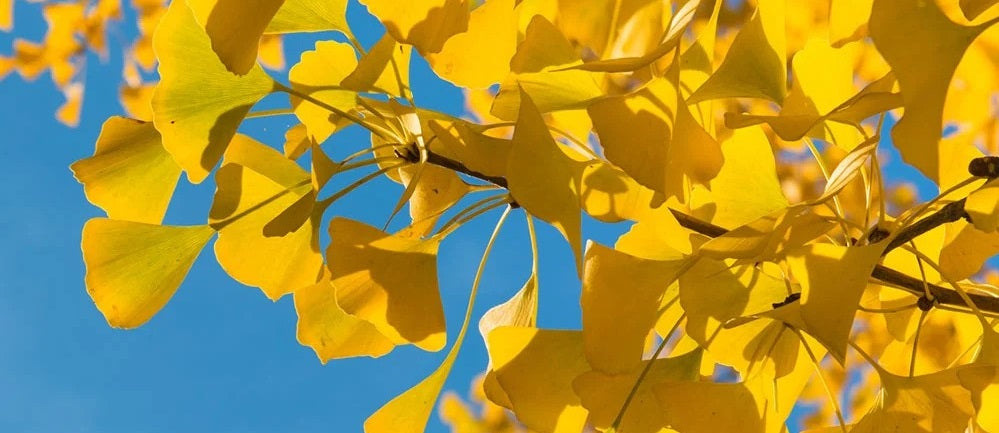 14 Best Drought Tolerant Trees to Grow