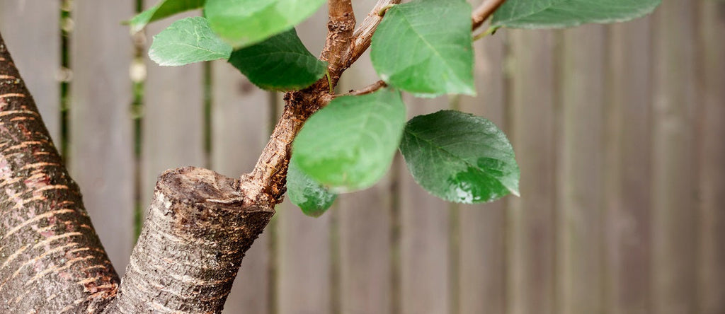 Propagating with Grafting
