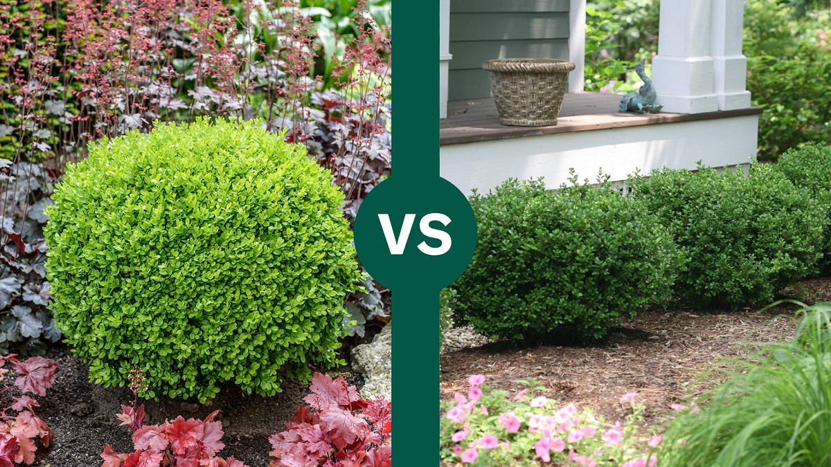 Green Velvet Boxwood vs Winter Gem: Differences + More
