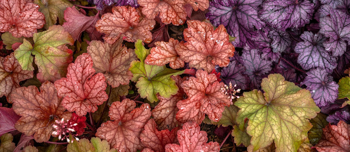 13 Best Shade-Loving Plants For Shady Spots