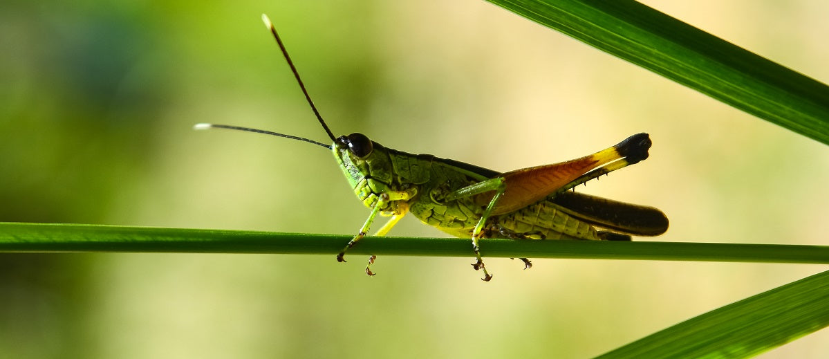 How Insects are Identified