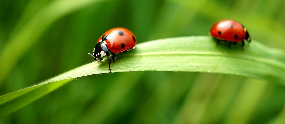 How Insects are Classified