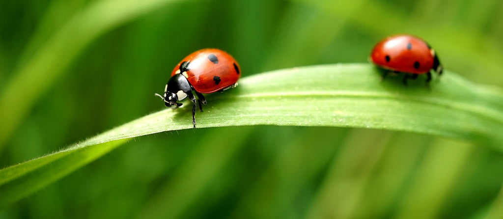 How Insects are Classified