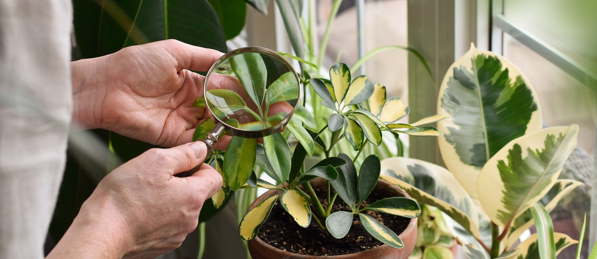 Integrated Pest Management (IPM)