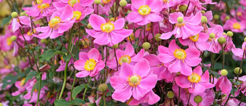 Parts of a Flower and Their Functions
