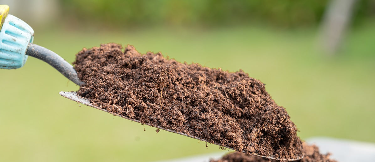 What is Peat Moss? What is it Used For?