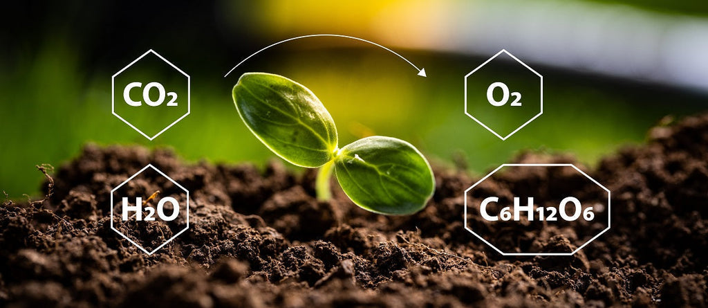 Photosynthesis