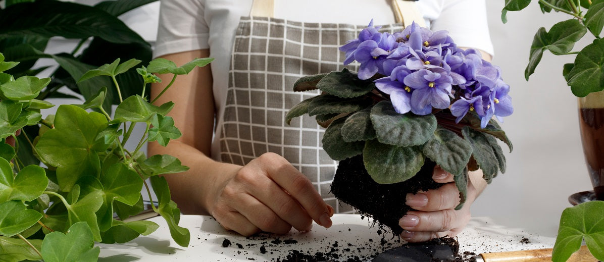 Parts of a Plant and Their Functions