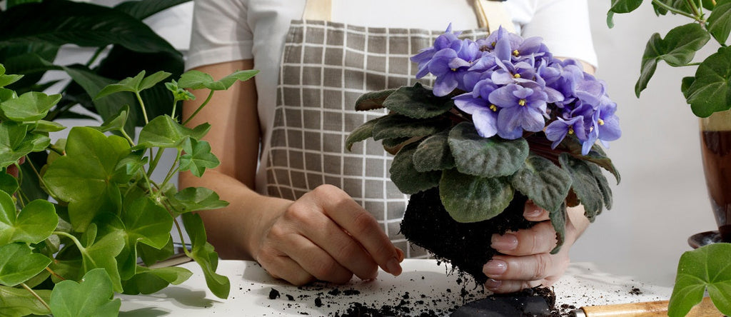 Parts of a Plant and Their Functions