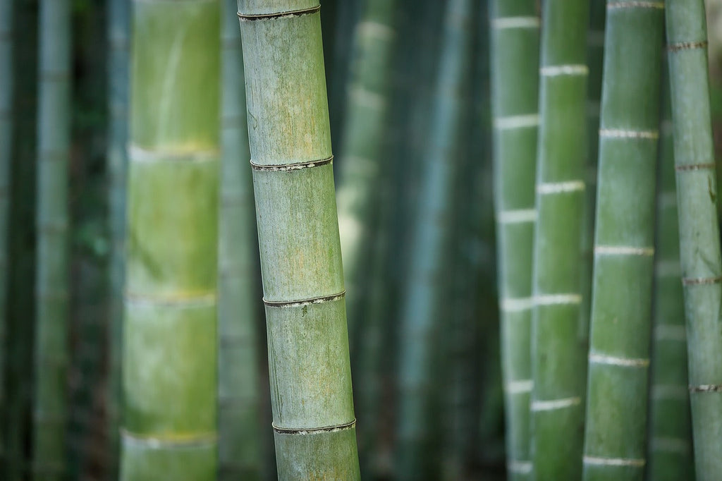 Plant Care 101: Bamboo Tree