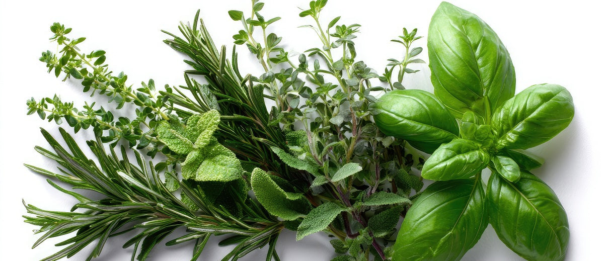 Plant Leaves