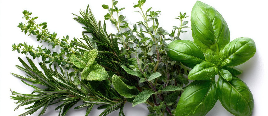 Plant Leaves