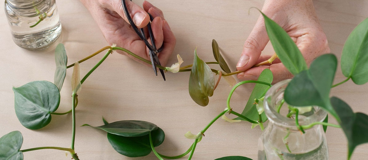 Plant Propagation