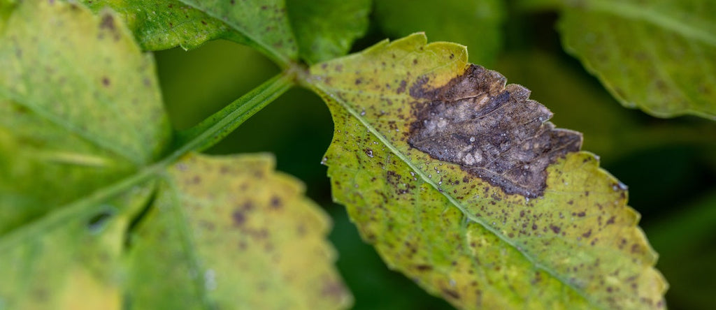 Biotic Plant Diseases and Their Causes