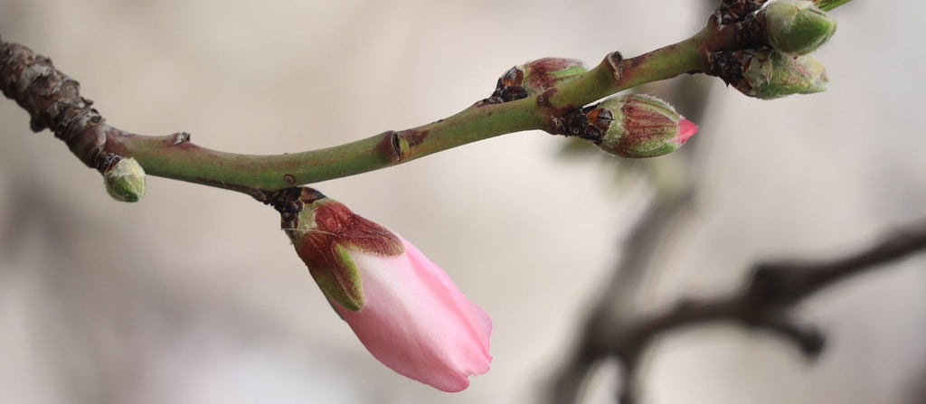 Plant Buds