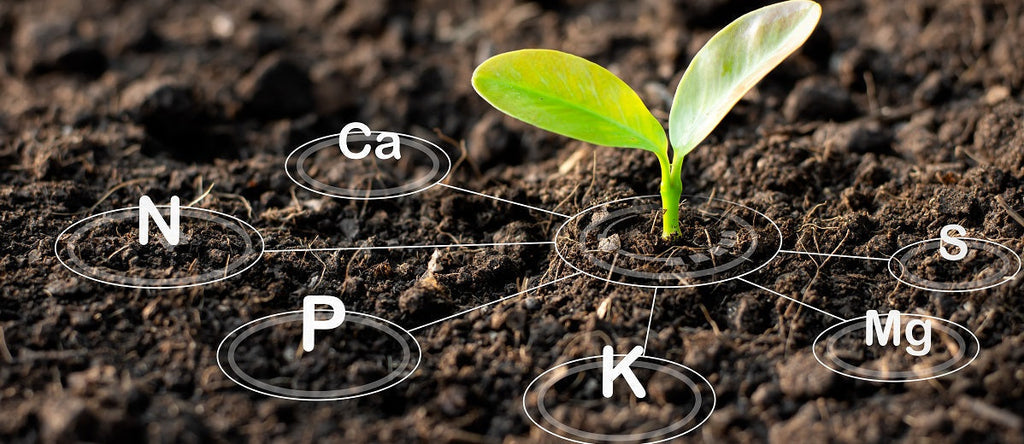 Macronutrient Elements (Primary and Secondary)