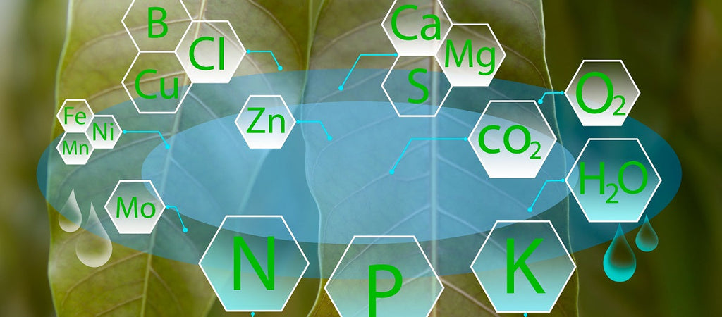 Plant Nutrients