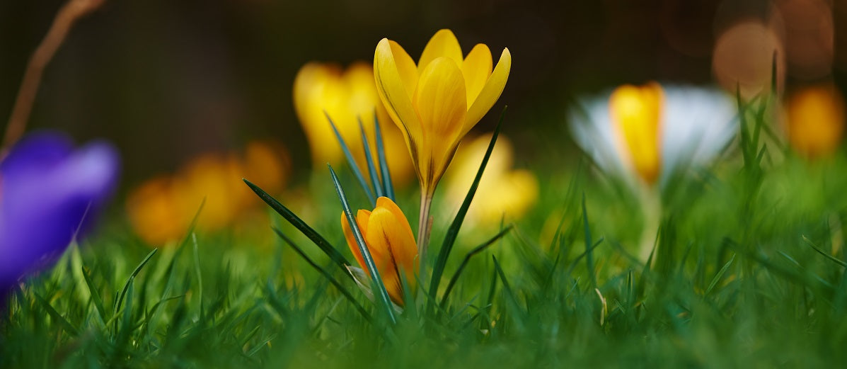 The Parts of Plants