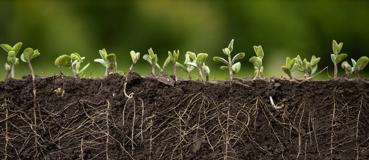 Roots of Plants
