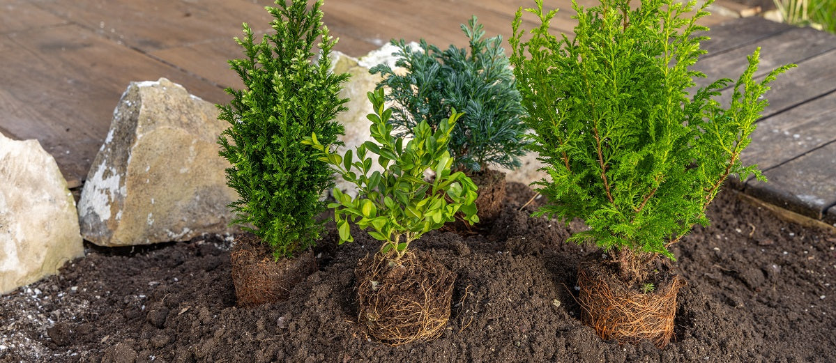 Caring for Plants Before Planting