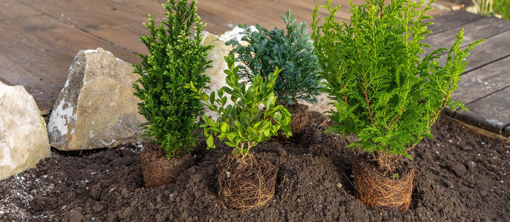 Caring for Plants Before Planting