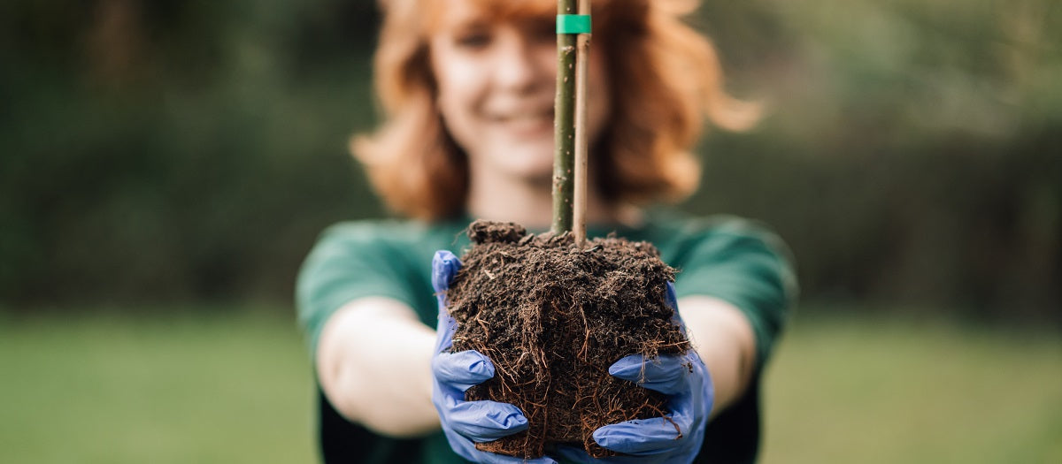 How to Plant Trees and Shrubs