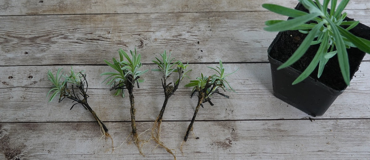 Propagating with Cuttings