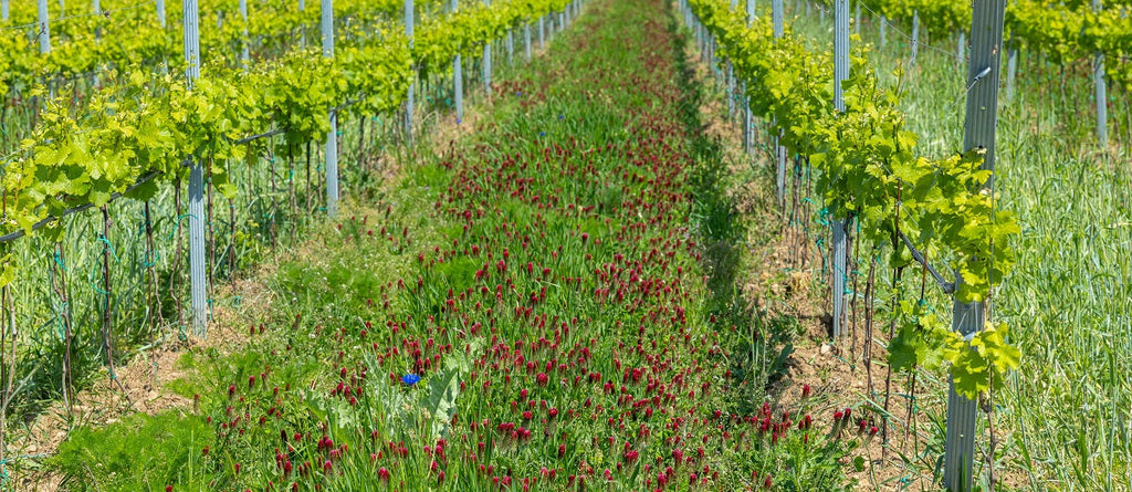 Organic Matter in Soil
